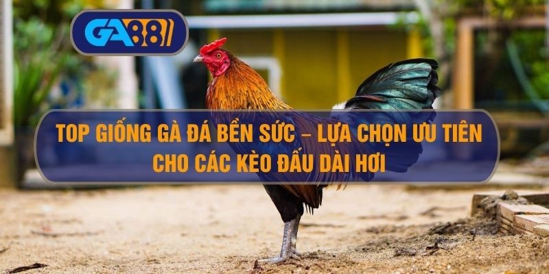 3BET Top giống gà đá bền sức – Lựa chọn ưu tiên cho các kèo đấu dài hơi