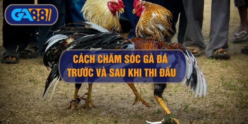 3BET Cách chăm sóc gà đá trước và sau mỗi trận đấu kê sư cần biết
