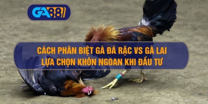 3BET Cách Phân Biệt Gà Đá Rặc Vs Gà Lai – Lựa Chọn Khôn Ngoan Khi Đầu Tư